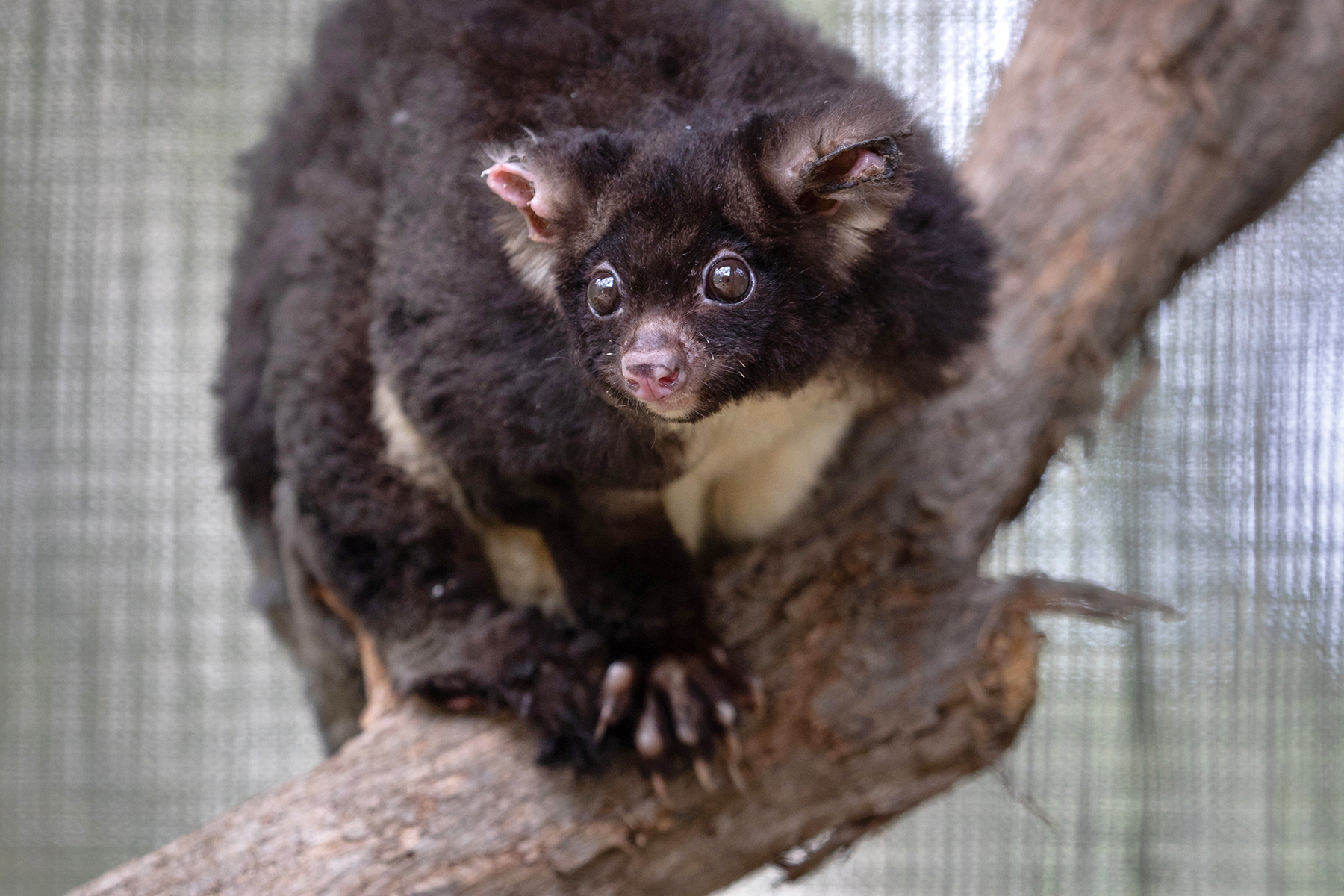 Extremists can’t handle the Greater Glider facts