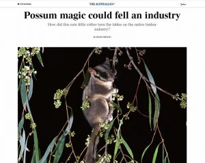 Possum